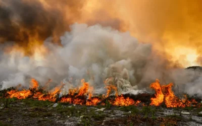 Breathe Easier: Tips for Coping with Wildfire Smoke in South Africa